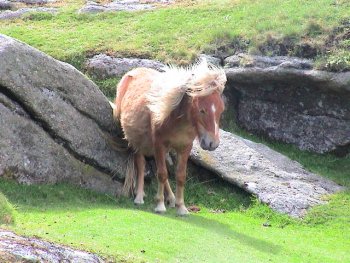 dartmoor pony