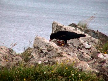 chough