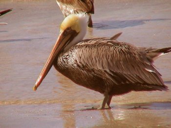 pelican