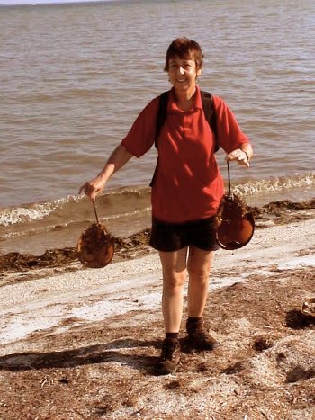 Horseshoe crabs