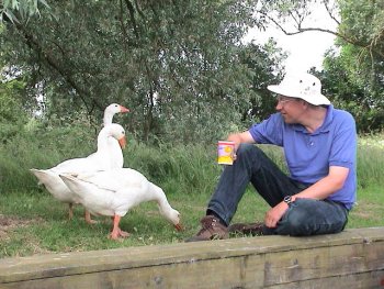 geese visit